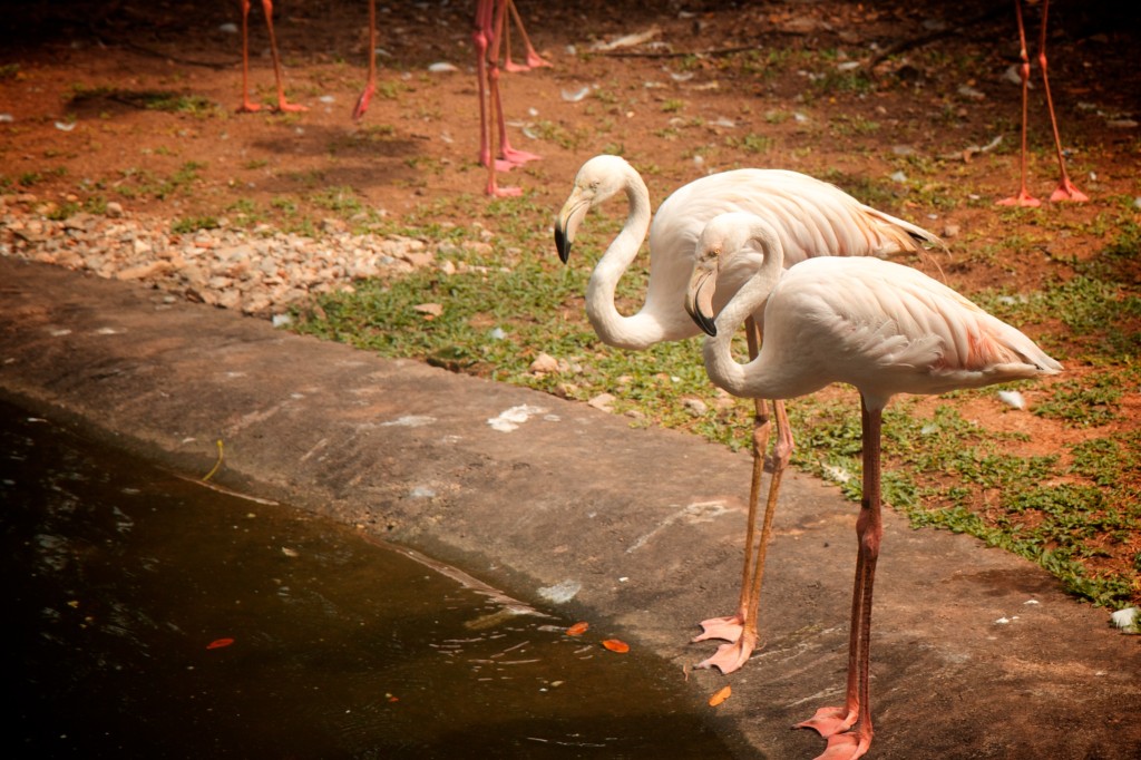 KL Bird Park